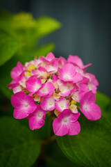 Pink hydrangea flower petal clusters in close-up, set against softly blurred backgrounds