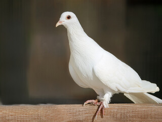 Majestic white dove captured in minimalist frame symbolizing freedom peace and spiritual calmness