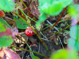 A small ripe strawberry peeks out from under green leaves, promising a delicious harvest. Sunbeams gently touch the berry, highlighting its rich color. 
