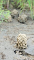 Many crawfish mounds on a pond shore.