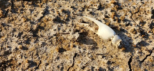 A sun bleached crawdad pincer on the ground.