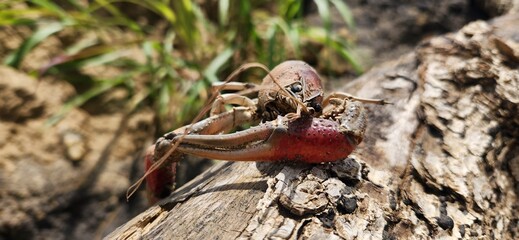 A large red white river crayfish shell.
