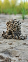 A crayfish chimney near a dry pond.