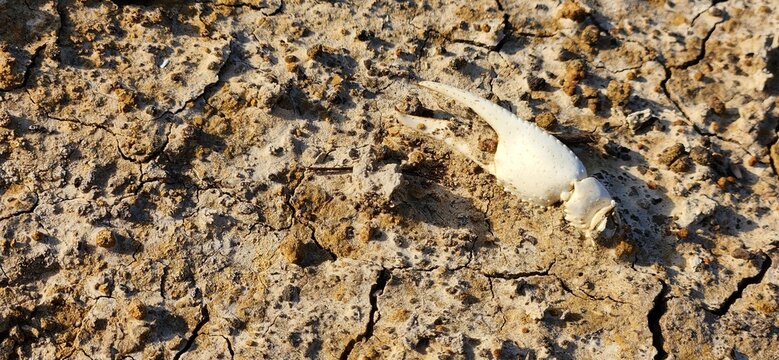 A sun bleached crawdad pincer on the ground.