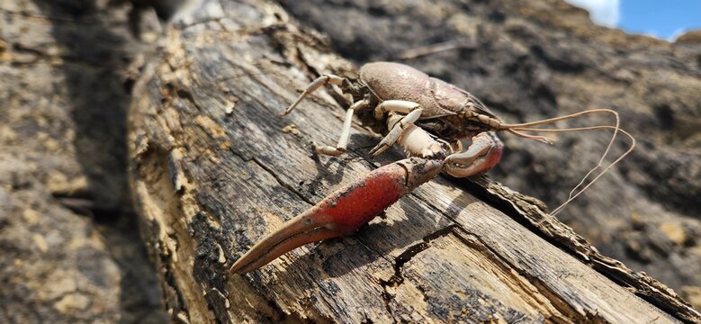 A white river crawdad shell with both claws.