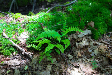 Here is the description of the photo:
Vibrant green fern sprouts amidst a layer of dry leaves and...