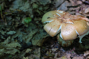 A large mushroom with a distinctive spotted cap grows among fallen leaves and twigs, showcasing the...