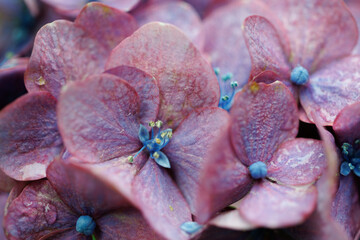 Violet Hydrangea with Raindrops – Moody and Romantic Rainy Day Bloom
