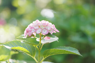 Pink Hydrangea in Sunlight with Sparkling Dew &ndash; Bright Summer Flower Close-Up