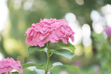 Pink Hydrangea in Sunlight with Sparkling Dew &ndash; Bright Summer Flower Close-Up