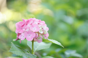 Pink Hydrangea in Sunlight with Sparkling Dew &ndash; Bright Summer Flower Close-Up