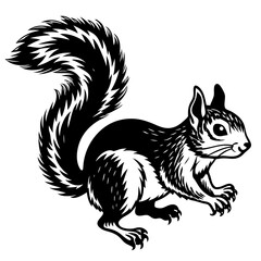 Squirrel isolated on white background