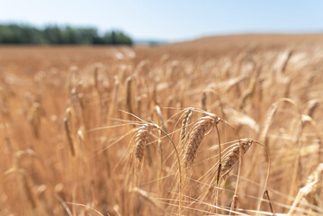 Barley field ready to be harvested. Blurred background.