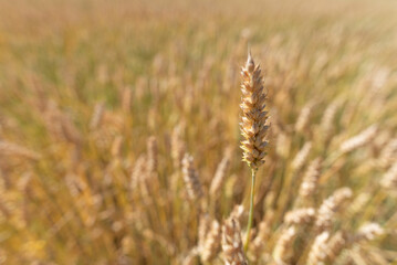 Wheat spike weeks before harvesting