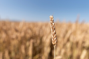 Close-up of an ear of wheat before harvest. Blurred background.