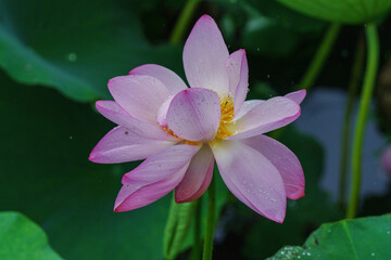 Pink lotus flowers and green lotus leaves after the rain