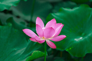 Pink lotus flowers and green lotus leaves after the rain