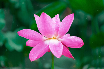 Pink lotus flowers and green lotus leaves after the rain