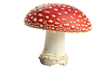 Obraz premium png, ai generated