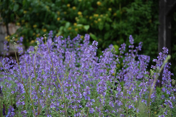 Nepeta Walker's Low closeup blooming in the garden