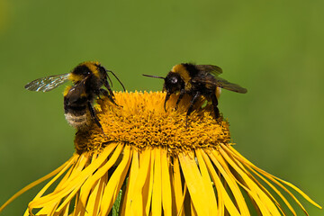 Two bumblebees sharing a vibrant yellow elecampane flower (Inula helenium) against clean green...