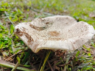 mushroom in the forest