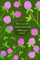 banner with blooming Trifolium pratense flowers. card with red clover wildflowers on green background. medicinal herbal clover
