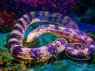 Obraz premium A visual journey through the underwater world of sea snakes and coral ecosystems.