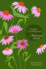 banner with blooming purple coneflower. card with Echinacea angustifolia wildflowers on green background. medicinal herbal Echinacea purpurea flower