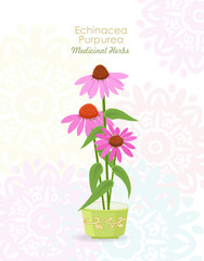 banner with a cup of blooming Echinacea  flowers. card with coneflower wildflowers in a mug. medicinal herbal Echinacea angustifolia on arabesque pattern background