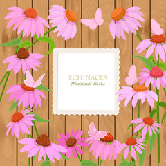 square banner with blooming coneflower flowers. card with Echinacea wildflowers on wooden background. medicinal herbal Echinacea angustifolia and butterflies. vintage craft foto frame