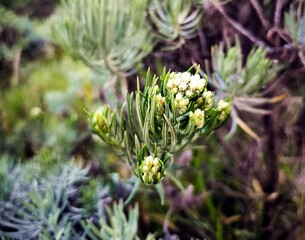 Beautiful Wild Edelweiss Flower Close-Up on Mount