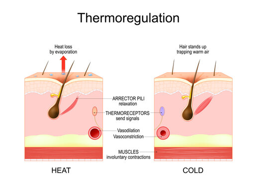 Thermoregulation. Human skin layers.