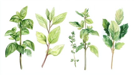 A watercolor illustration of culinary herbs highlights Basil, Mint, Rosemary, Thyme, and Cilantro as fresh green aromatic options for cooking and design applications