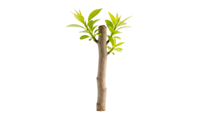 Sapling Grows Against Black Background,  Perfect for Transparent Use