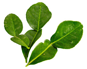 Fresh Kaffir Lime Leaves on transparent background