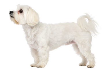 white-maltese-dog-captured-in-a-full-body-side-isolated on white background png, ai generated