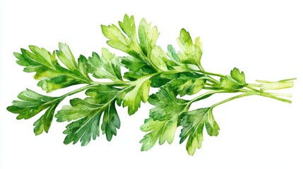 A watercolor parsley illustration featuring a detailed botanical painting of the fresh green herb on a white background, suitable for culinary and artistic use