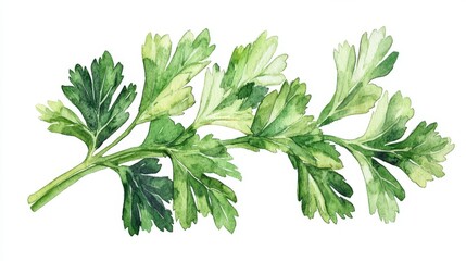 Obraz premium Watercolor parsley sprig illustration, a fresh culinary herb, is ideal for incorporating into recipes, food photography, and botanical design projects