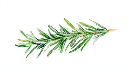 Fototapeta premium A Watercolor Depiction of Rosemary Isolated on White, Suitable for Culinary Recipes, Food Blog Posts, and Botanical Design Projects, Emphasizing Freshness and Aroma’ becomes ‘Culinary Herb