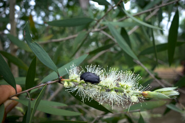 A Protaetia aurichalcea, a black bug, flower chafer on Melaleuca cajuputi flower