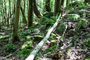 Emerald Forest Kingdom: Wild Nature s Sanctuary