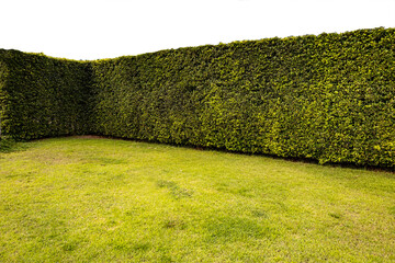 Green tree hedge small and tall hedge with concrete road in foreground with front view on...