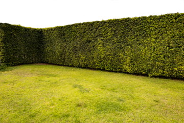 Green tree hedge small and tall hedge with concrete road in foreground with front view on transparent background