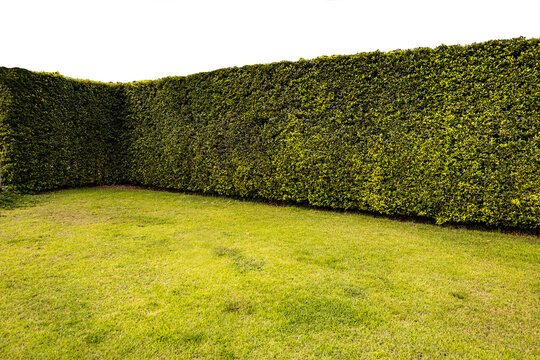 Green tree hedge small and tall hedge with concrete road in foreground with front view on transparent background