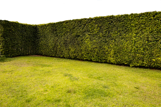 Green tree hedge small and tall hedge with concrete road in foreground with front view on transparent background