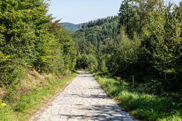 Emerald Forest Kingdom: Wild Nature s Sanctuary