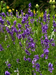 Naklejka premium Landscape photo with a view of a field with bright purple lavender flowers on a blurred background of green grass
