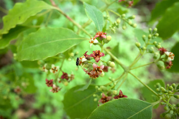 Indian sandalwood red flowers, Santalum album, one of the most expensive plants in the world, very famous for its fragrance