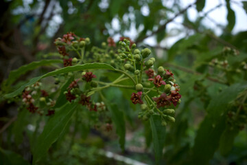 Indian sandalwood red flowers, Santalum album, one of the most expensive plants in the world, very famous for its fragrance